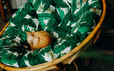 A Beginner’s Guide to Using a Papasan Chair