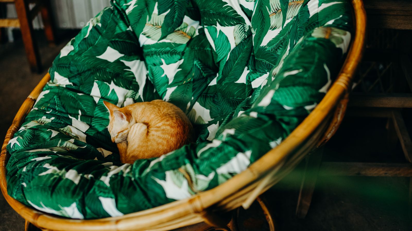 Round rattan papasan chair with a thick cushion in a bright living room corner